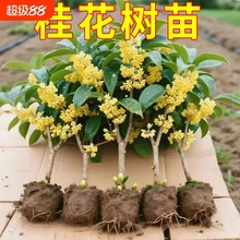 桂花树苗盆栽金桂丹桂开花室内阳台庭院浓香型花卉植物四季桂小苗