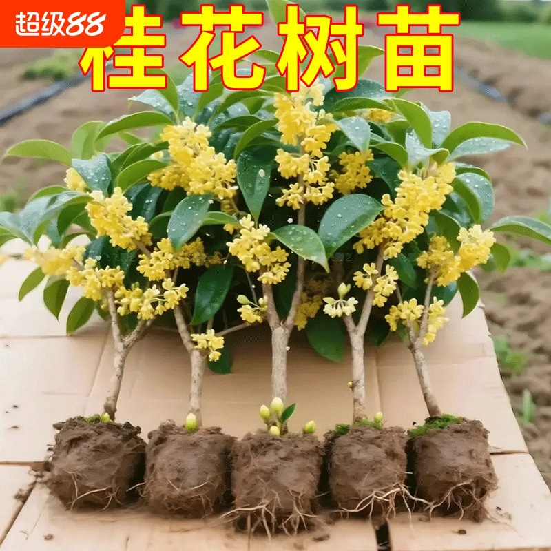 桂花树苗盆栽金桂丹桂开花室内阳台庭院浓香型花卉植物四季桂小苗