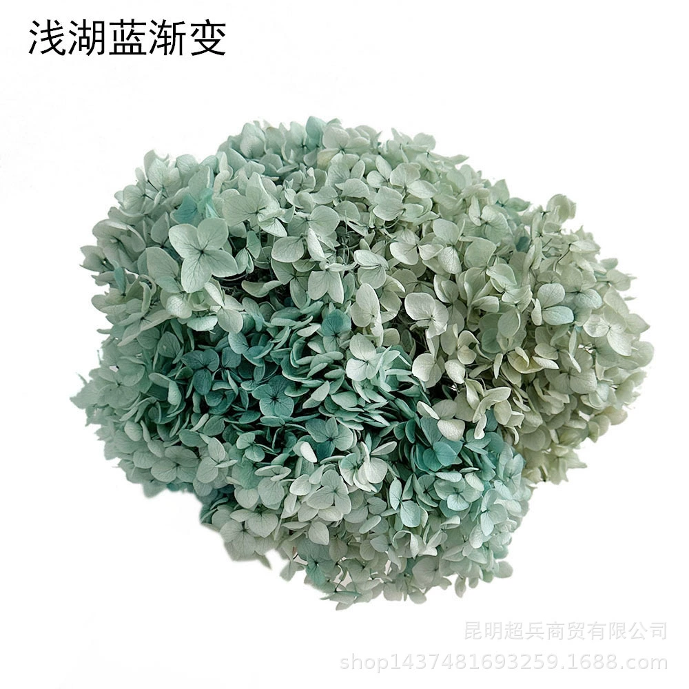 [Вечная Life Flower Hydrangea] Анна Градиентный цвет Лист Hydramid Книга цветов оптом DIY цветочная коробка материал для просмотра