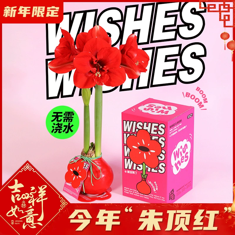 Восковые луковицы амариллиса, импортированные двулепестковые большие восковые луковицы, комнатные цветы и зеленые растения в горшках, новогодние подарки, новогодние цветы