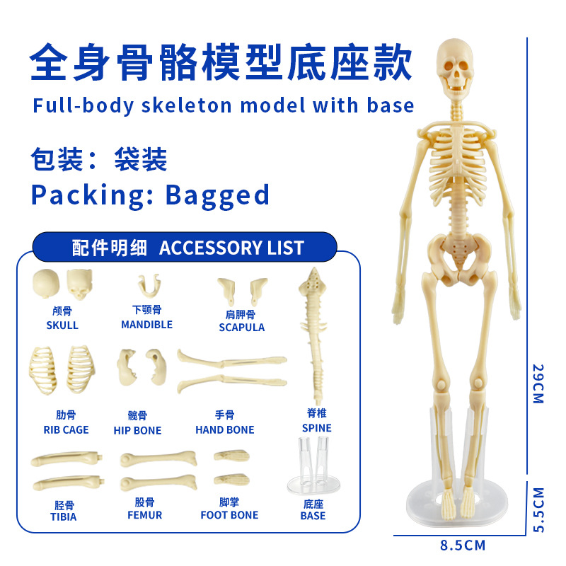 Modelo del cuerpo humano, juguetes educativos STEM para niños, modelo de anatomía humana desmontable, reconocimiento de órganos, fabricante, venta al por mayor image 24