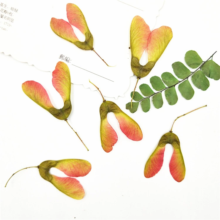 Кленовое дерево сушеный цветок diy материал трансграничный источник