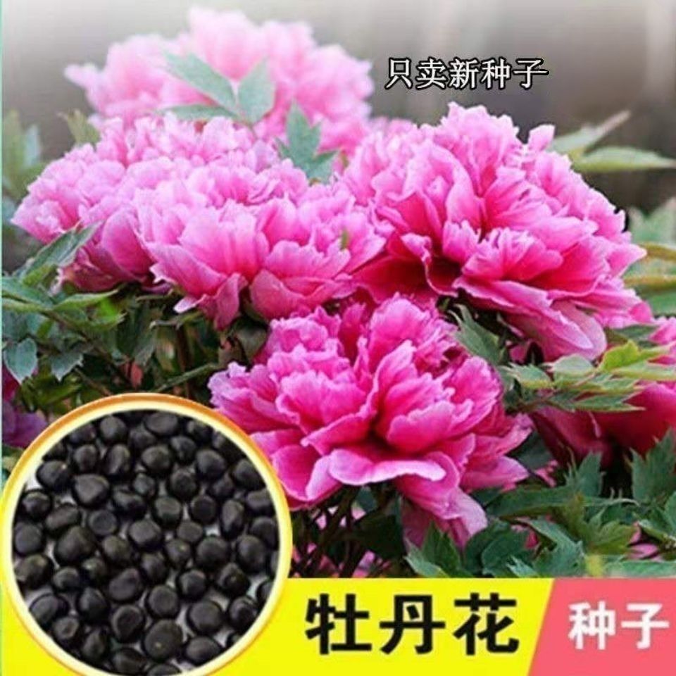 牡丹花种子洛阳牡丹花籽四季花种阳台庭院室内外种植各种花种子Z