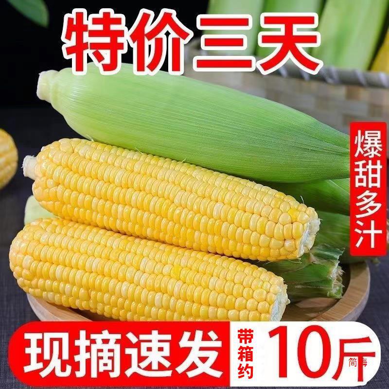 Now pick fresh fruit corn 10kg raw instant sweet corn cobs fried pulp sweet glutinous corn rice vegetables postage Now pick fresh fruit corn 10kg raw instant sweet corn cobs fried pulp sweet glutinous corn rice vegetables postage