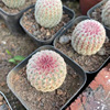 The base is directly supplying the fairy ball series of the red sun solid root, home, home, green plants, nourishing transportation can be exported potted plants