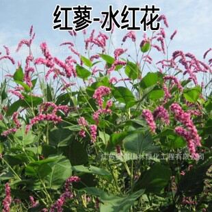 ˮ�t���N�� ޤ���� ˮȇ���� �tޤ�N�� ���󃞻� �߳�ѿ��