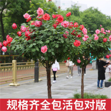 一件代发棒棒糖树桩月季庭院花卉阳台盆栽嫁接玫瑰花苗大花浓香四