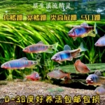 网红群游长鳍鱲橙斑躐安徽宽鳍鱲类高屏躐观赏鱼原生鱼冷水淡水鱼