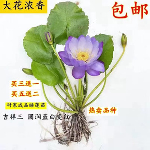˯ɏˮ��ֲ��������K�ɻ�����ˮ�Bɏ���ļ��_����Ʒ�����⻨��
