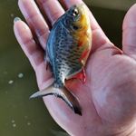 鲳鱼苗淡水白鲳苗新品红鲳鱼凶猛鱼食肉鱼鲳鱼水花淡水观赏鱼