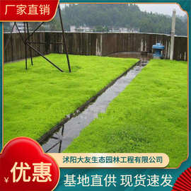 基地直销种植绿叶佛甲草草卷草坪 屋顶楼顶绿化观赏性植物