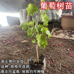 �޷����ј��mꖹ�õ�������������ϱ����ͺ��޽��ļ��NֲԺ����