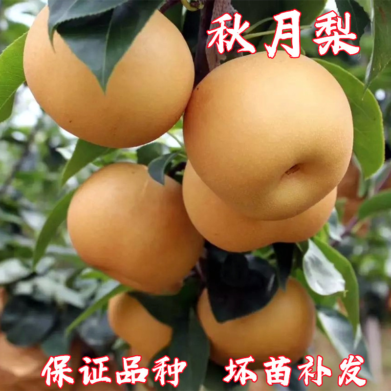正宗秋月梨树果苗嫁接苗翠冠梨活苗雪梨丰水库尔勒香梨苗沙梨树苖