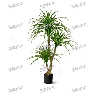 Artificial Dracaena Tree ������Ѫ���