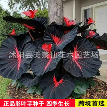 ̿羳~Nӻɫ~ͥԺļ^~ֲN