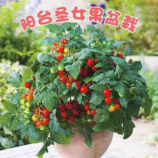 �������ѷN������С�����}Ů���r���̨ˮ���߲˷N���׻��ļ���