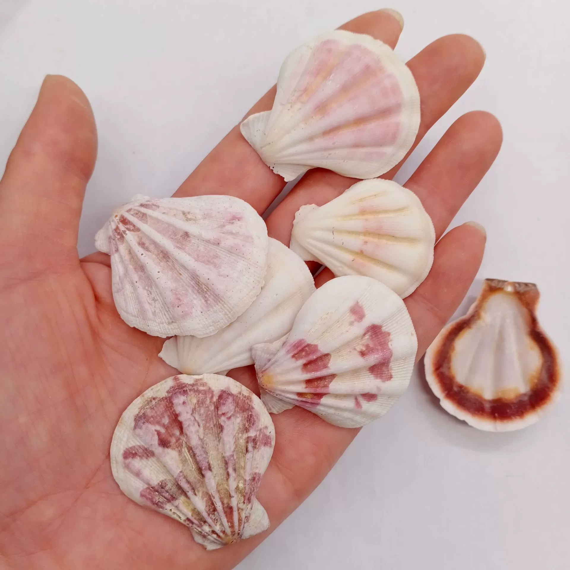 Conch shells wholesale by the pound fish tank landscaping crafts decorative accessories various mixed conch shells per pound