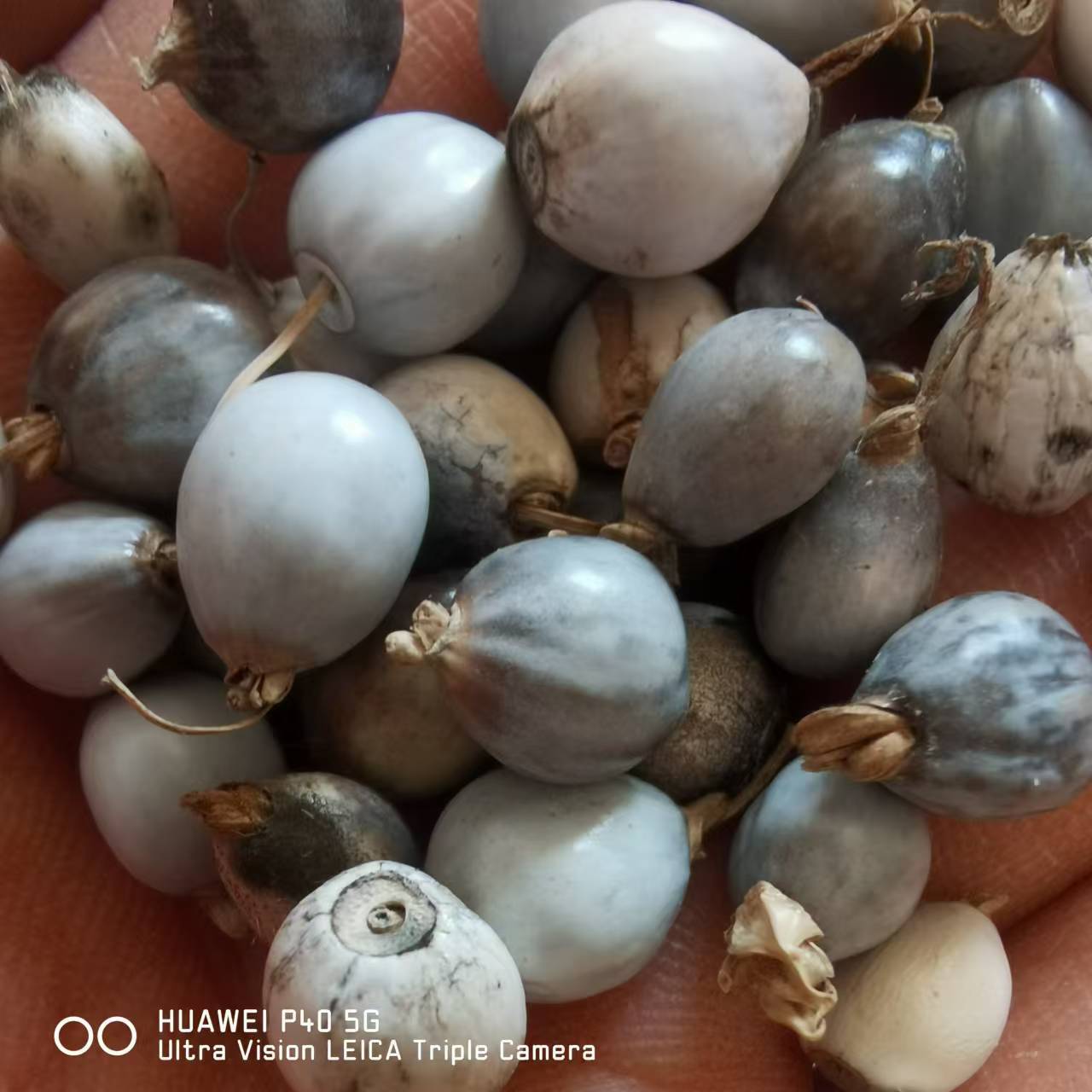 9c0b9a64567d6db9e371882b9e7b46