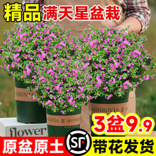 满天星盆栽四季开花室内客厅带盆栽好养带花苞发货观花植物常绿