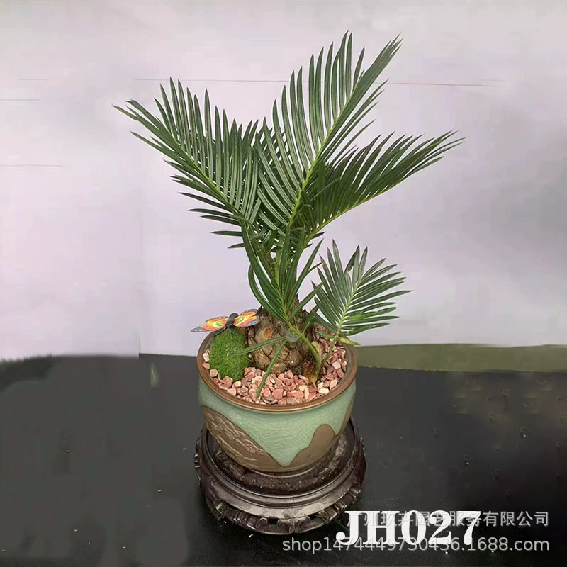 Самособирающийся бассейн небольшой бонсай гостиная балкон офис Рабочий стол хорошее выращивание Зеленая база для растений собственного производства JH27-JH31