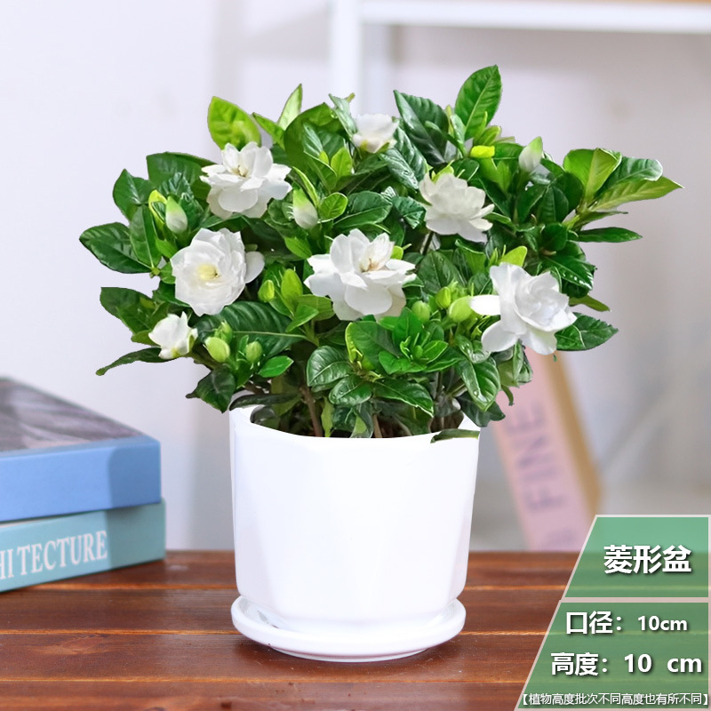 [모던 스타일] 치자나무 화분 1개 + 링무늬 세라믹 화분 + 영양비료