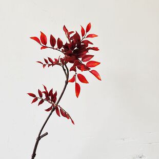 ���滨��ɫ�ٻ��[���͏d�����ػ�ƿ�廨���b�ˇ�Gֲ����ľ