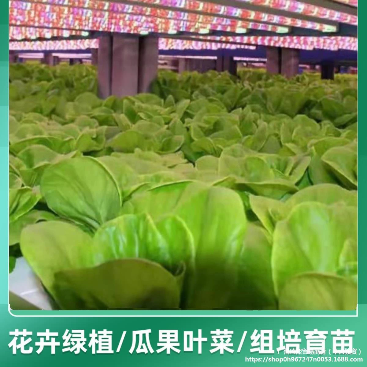 Fill light solar-powered, strawberry for growing plants, comfortable light spectrum
