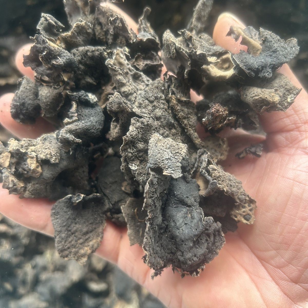 Dried Rock Fungus Shi Er 石耳 25g Jar Wild Mountain Lichen Edible Mushroom for Soup and Home Cooking specifications