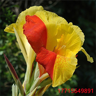 Canna Seedlings, Canna Bulbs, Roots, Courtyard Ground Plants, Indoor Potted Plants, Canna Flower Seedlings Shipped with Buds