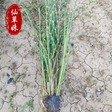 ���~â�� ˮ�w�G�����~â ˮ��ֲ����~â�� �@�־G��������ľ