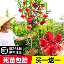 石榴树树苗突尼斯软籽石榴苗盆栽庭院果树特大带土无籽甜石榴树苗