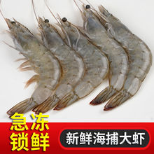 青島大蝦鮮活大海蝦冷凍白蝦對蝦海捕大蝦基圍蝦國產批發整箱