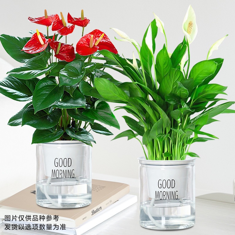 특급 안스리움 + 특급 화이트 팜 (굿모닝 세면대) + 영양액