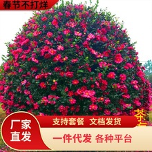 һ�����l��÷�� ��÷����� ��÷�����ͺ���÷���Ի����ļ�����ͥ