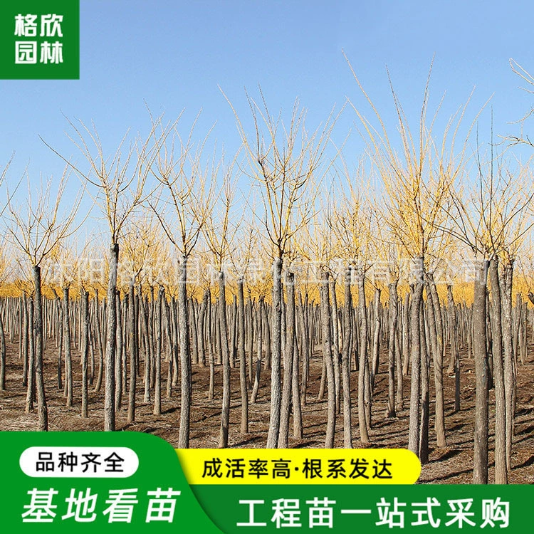 Золотая Софора японская Саженцы Оптовая Садовые Ландшафтные Растения Четыре сезона Озеленение Саженцев Полные спецификации Золотая Софора японская