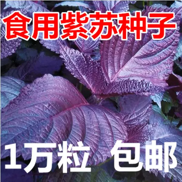 批发紫苏种子蔬菜种子紫苏草种子家庭阳台盆栽室外庭院种子