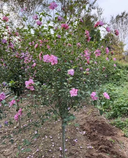 一件代发木槿树苗木槿花苗重瓣木槿 当年开花 绿化庭院植物 做篱