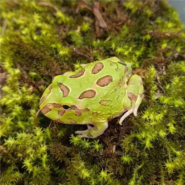 [绿色角蛙2-3cM]