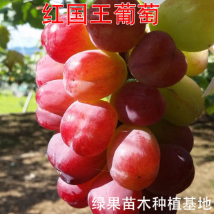 �t���������� �޽����ј��� �@����ľ ���@�Nֲ ���� ���l ������