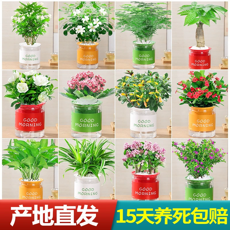 Зеленая редька, подвесная орхидея, сочное денежное дерево, цветочное растение в горшке, маленькое зеленое растение в офисе, гидропонный формальдегид, легко выращивается и впитывается.
