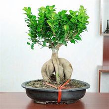 Ř GֲŘ^҃辰˅Ř辰䘶С~