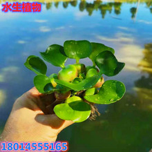 ���lˮ���Jˮܽ�����B�~���r��΢�쾰�^ˮ��ˮ��ֲ����������҃�