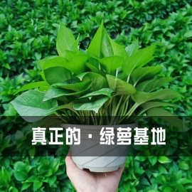 绿萝盆栽室内吸除甲醛长藤垂吊大叶180型号绿箩新房水培花卉绿植