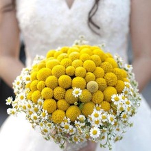 金绣球种子易种活澳洲鼓槌菊黄金球金槌花籽室外阳台庭院盆栽花卉
