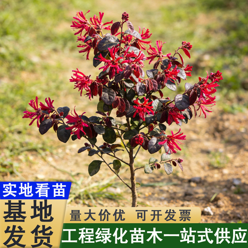 继木红花绿化大绿篱球继树桩树苗木红花苗苗继造型色块木红花檵木