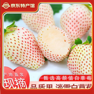 �r�� ��JD���\�����|�ײ�ݮ������ʹ��ѩ��ݮ���r�Fժˮ�����˹�