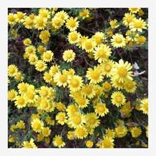 草花种子黄菊花种子泡茶贡菊庭院金丝皇菊杭白菊种籽野菊花种子