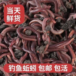 ���һ�ﱾ�ػ��w��̖1��t�x������~�D���a�~�ﶬ����~�D