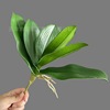 Man-made simulation Moth orchid leaf PVC gardening Potted plant high-grade flower arrangement High-end Home Furnishing decorate Manufactor