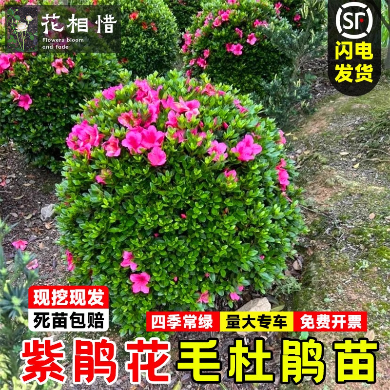 毛杜鹃树苗紫鹃花小苗别墅庭院盆栽四季常青绿化植物毛鹃苗杜鹃球